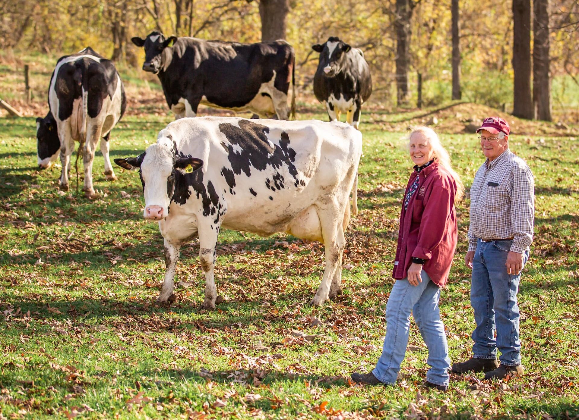 2020.11.05 Fleetwood PA Retail Vista Grande Farm Photos_088.jpg (1) Old couple walking next to a group of cows