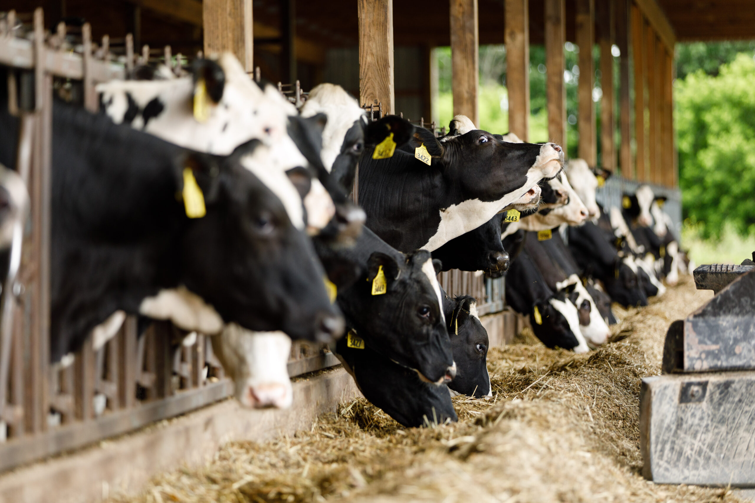What Do Dairy Cows Eat Blog 2 Inside a barn, a group of cows eating.