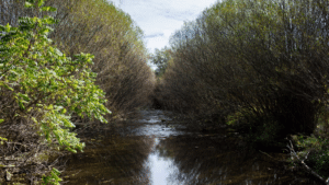 Riparian buffers page McMahon EZ Acres 2017.11.03 Shoot 039